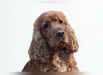 Butch ❤️ lieber, ruhiger Cocker Spaniel!