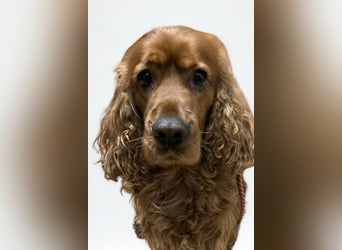 Butch ❤️ lieber, ruhiger Cocker Spaniel!