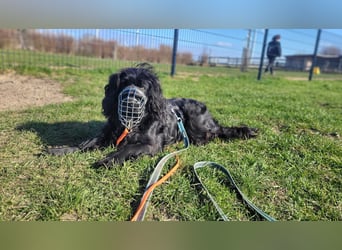 Chicka, süße Cocker Spaniel