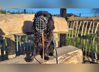 Chicka, süße Cocker Spaniel