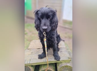 Chicka, süße Cocker Spaniel