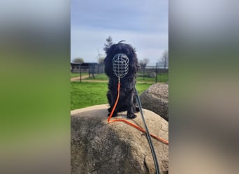 Chicka, süße Cocker Spaniel