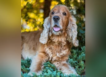Benny Bub - fitter Cocker Spaniel - Tierhilfe Franken e.V.