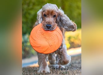Benny Bub - fitter Cocker Spaniel - Tierhilfe Franken e.V.