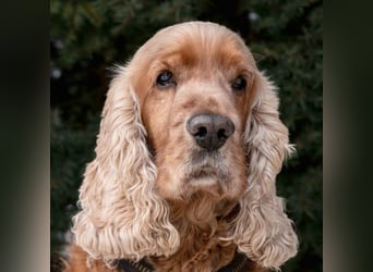 Benny Bub - fitter Cocker Spaniel - Tierhilfe Franken e.V.