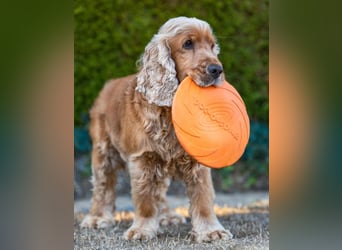 Benny Bub - fitter Cocker Spaniel - Tierhilfe Franken e.V.
