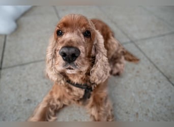 Benny Bub - fitter Cocker Spaniel - Tierhilfe Franken e.V.