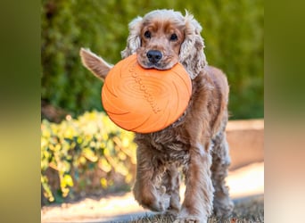 Benny Bub - fitter Cocker Spaniel - Tierhilfe Franken e.V.