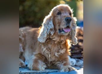 Benny Bub - fitter Cocker Spaniel - Tierhilfe Franken e.V.