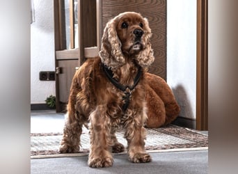 Benny Bub - fitter Cocker Spaniel - Tierhilfe Franken e.V.