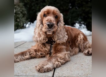 Benny Bub - fitter Cocker Spaniel - Tierhilfe Franken e.V.