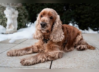 Benny Bub - fitter Cocker Spaniel - Tierhilfe Franken e.V.