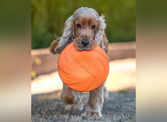 Benny Bub - fitter Cocker Spaniel - Tierhilfe Franken e.V.