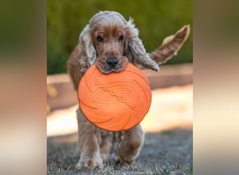 Benny Bub - fitter Cocker Spaniel - Tierhilfe Franken e.V.