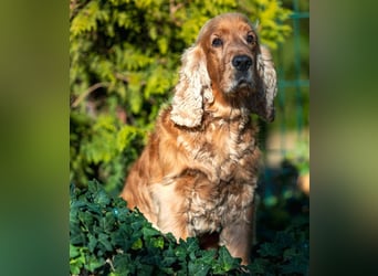 Benny Bub - fitter Cocker Spaniel - Tierhilfe Franken e.V.