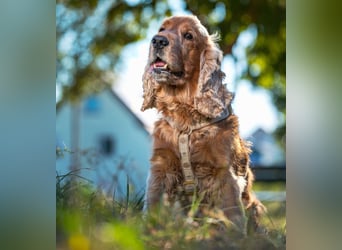 Benny Bub - fitter Cocker Spaniel - Tierhilfe Franken e.V.