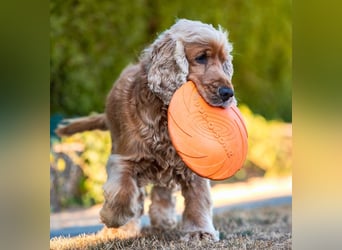 Benny Bub - fitter Cocker Spaniel - Tierhilfe Franken e.V.