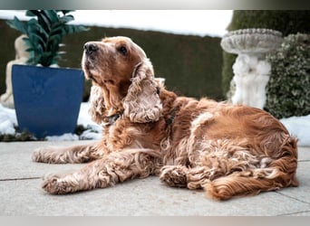 Benny Bub - fitter Cocker Spaniel - Tierhilfe Franken e.V.