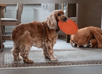 Benny Bub - fitter Cocker Spaniel - Tierhilfe Franken e.V.