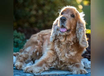Benny Bub - fitter Cocker Spaniel - Tierhilfe Franken e.V.