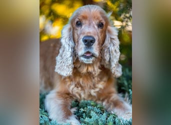 Benny Bub - fitter Cocker Spaniel - Tierhilfe Franken e.V.