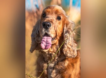Benny Bub - fitter Cocker Spaniel - Tierhilfe Franken e.V.