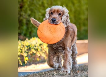 Benny Bub - fitter Cocker Spaniel - Tierhilfe Franken e.V.