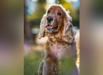 Benny Bub - fitter Cocker Spaniel - Tierhilfe Franken e.V.