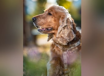Benny Bub - fitter Cocker Spaniel - Tierhilfe Franken e.V.