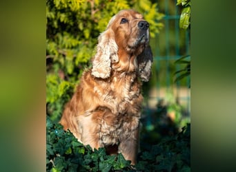 Benny Bub - fitter Cocker Spaniel - Tierhilfe Franken e.V.