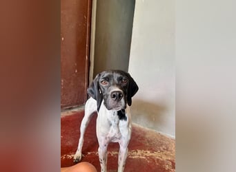 Arno - Zarte Seele sucht ein Zuhause