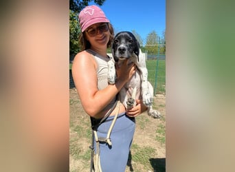 Arno - Zarte Seele sucht ein Zuhause