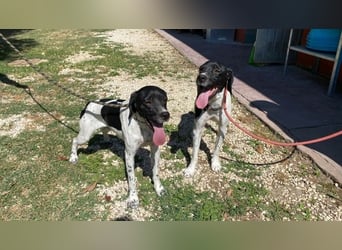 Arno - Zarte Seele sucht ein Zuhause