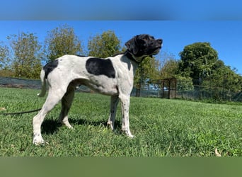 Arno - Zarte Seele sucht ein Zuhause