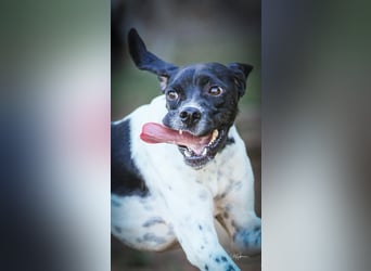 Arno - Zarte Seele sucht ein Zuhause