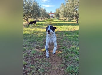 NOTFALL !! Pointer Hündin Luna sucht einen Gnadenplatz