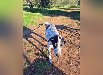 NOTFALL !! Pointer Hündin Luna sucht einen Gnadenplatz
