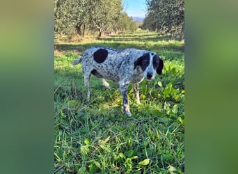 NOTFALL !! Pointer Hündin Luna sucht einen Gnadenplatz
