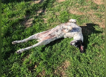 NOTFALL !! Pointer Hündin Luna sucht einen Gnadenplatz