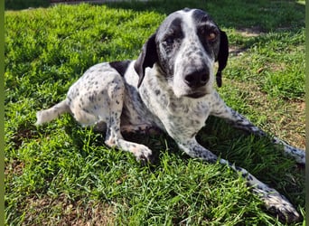 NOTFALL !! Pointer Hündin Luna sucht einen Gnadenplatz
