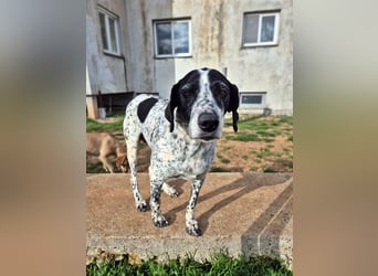 NOTFALL !! Pointer Hündin Luna sucht einen Gnadenplatz