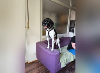 Sangria  - Pointer, lieb und verträglich, auch mit Katzen