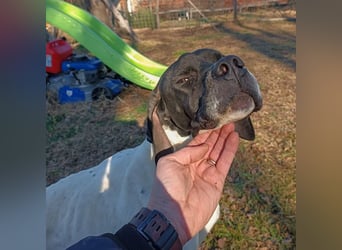 Kunta Kinte - RESERVIERT- freundlicher und gehorsamer Hund sucht ein liebevolles Zuhause