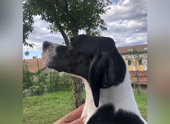 Stella  - RESERVIERT