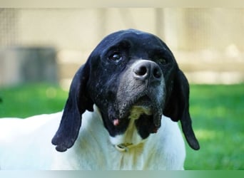 Amleto - ein Freund!