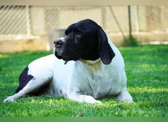 Amleto - ein Freund!
