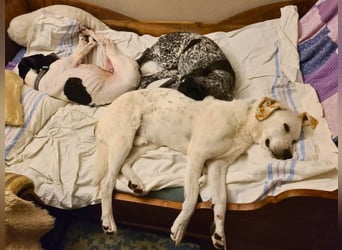 Dalton - Zeit endlich zur Ruhe zu kommen