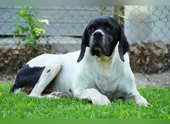 Amleto - ein Freund!