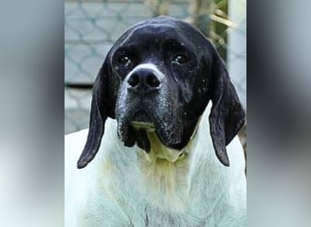 Amleto - ein Freund!