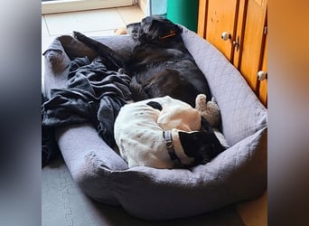 Dalton - Zeit endlich zur Ruhe zu kommen